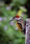 A gorgeous black rumped flameback orÂ lesser golden backed woodpecker bird with a blurred background.